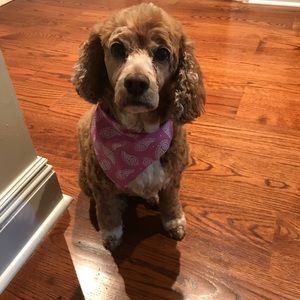 Meet your Posher, Barrie